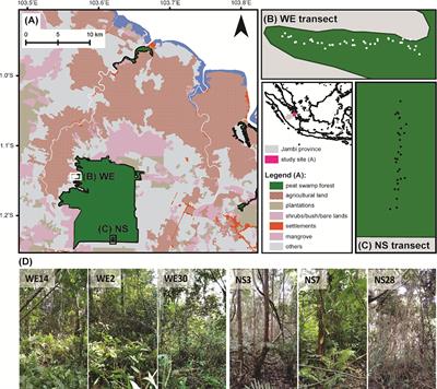 Testate Amoeba Species- and Trait-Based Transfer Functions for Reconstruction of Hydrological Regime in Tropical Peatland of Central Sumatra, Indonesia